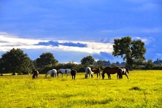 Hébergements randonnées équestres Domaine Equestre d'Ecyla Hébergements randonnées équestres Domaine Equestre d'Ecyla