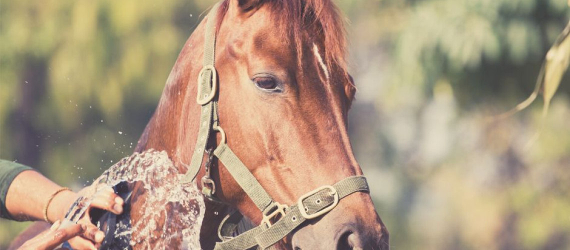 Comment protéger son cheval de la chaleur ? Comment protéger son cheval de la chaleur ?