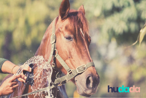 Comment protéger son cheval de la chaleur ?