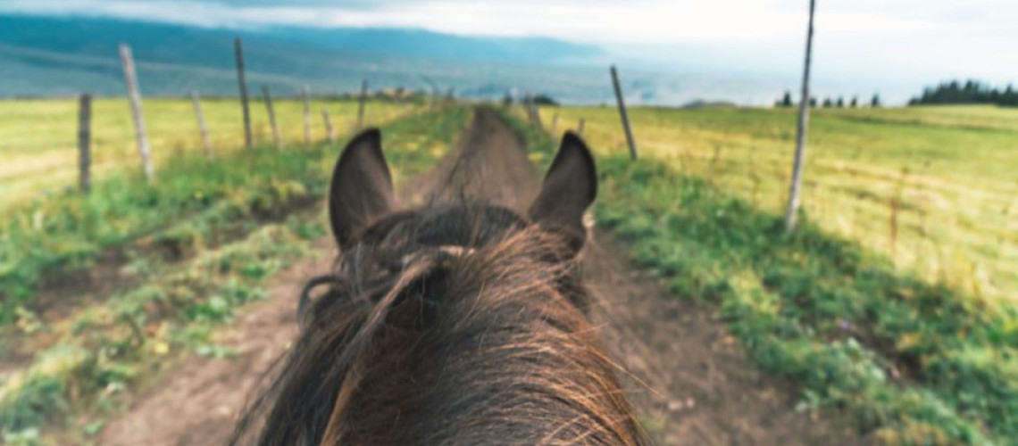 Comment trouver des balades à cheval autour de chez soi ? Comment trouver des balades à cheval autour de chez soi ?