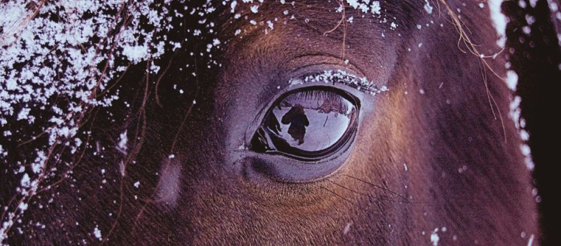 Comment se protéger en randonnée à cheval en hiver ? Comment se protéger en randonnée à cheval en hiver ?