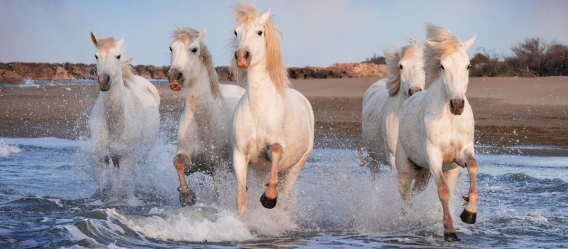 Balades et randonnées à cheval en camargue Balades et randonnées à cheval en camargue