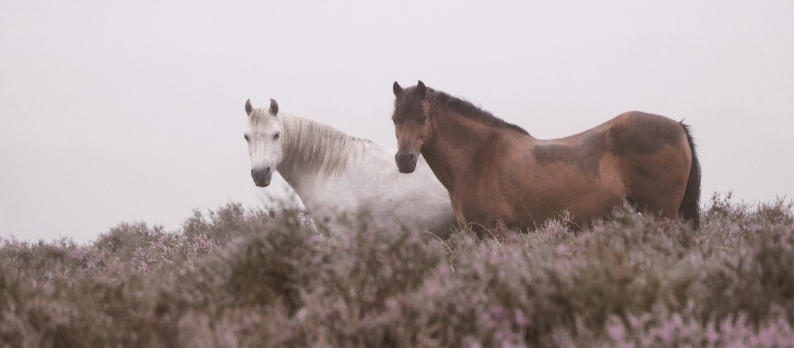 Quel cheval pour partir en randonnée ? Quel cheval pour partir en randonnée ?