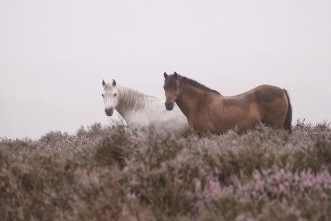 Quel cheval pour partir en randonnée ?