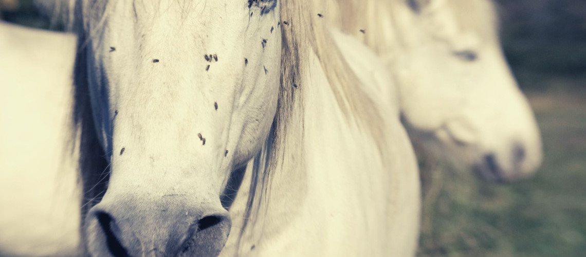 Comment protéger son cheval contre les insectes en randonnée ? Comment protéger son cheval contre les insectes en randonnée ?
