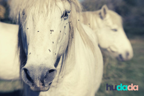Comment protéger son cheval contre les insectes en randonnée ?